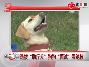 选拔救助犬 狗狗面试看绝技