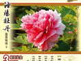 富贵有余3-洛阳牡丹