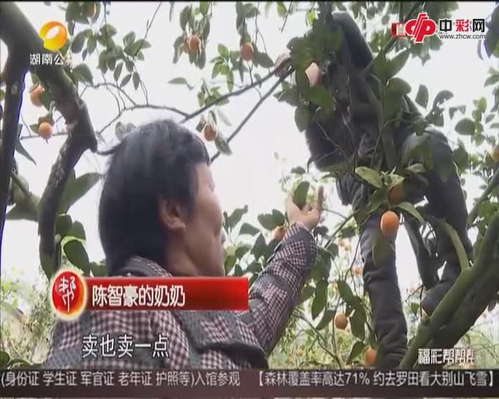 八岁小桔农 孤儿早当家
