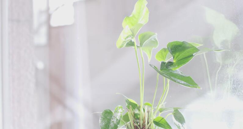 2018福彩人物：《花开有声》